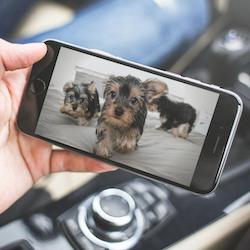 ver mascotas o familiares en casa videocamara seguridad